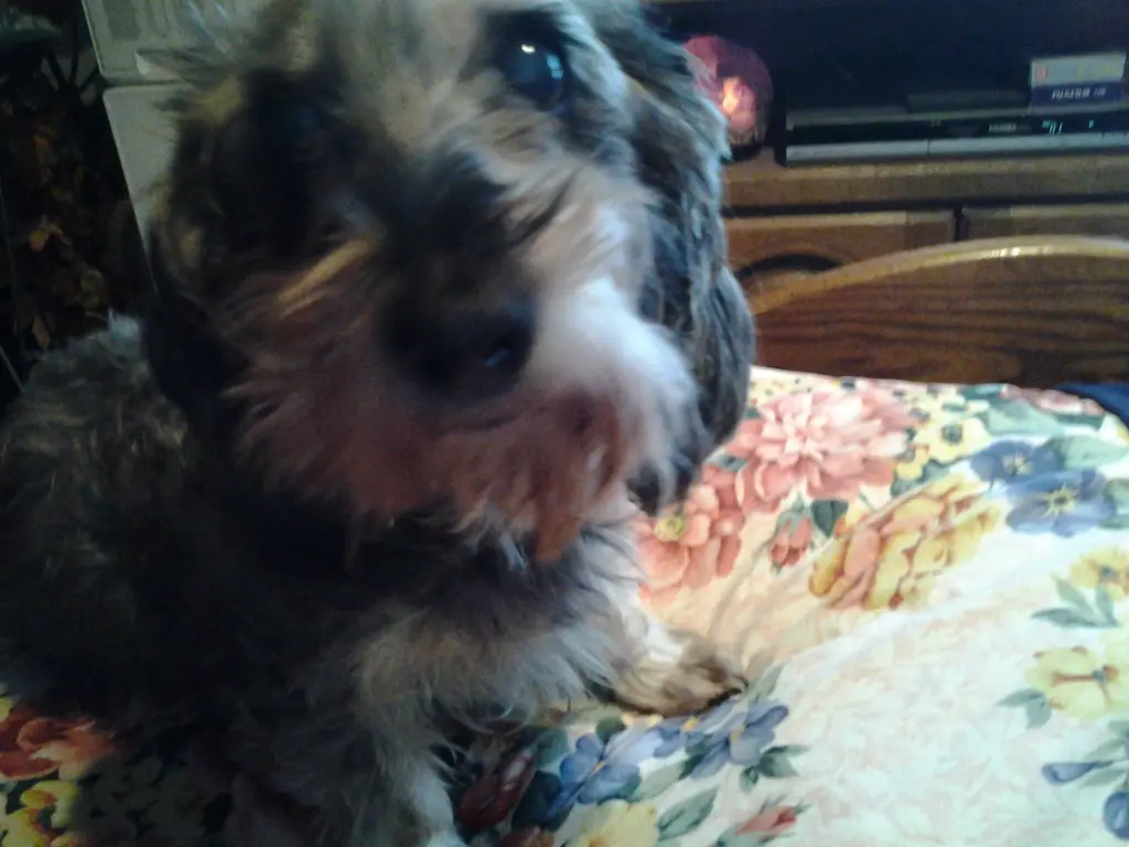 Image from Daisy