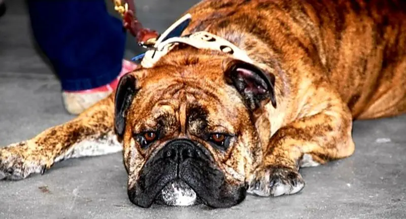 Condolence image of Dominique