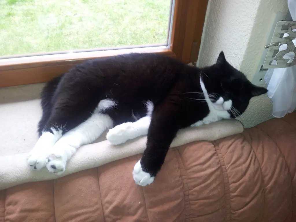 Image from Oskar