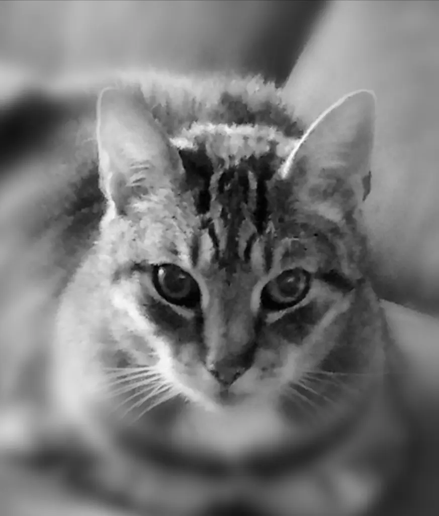 Image from Findus