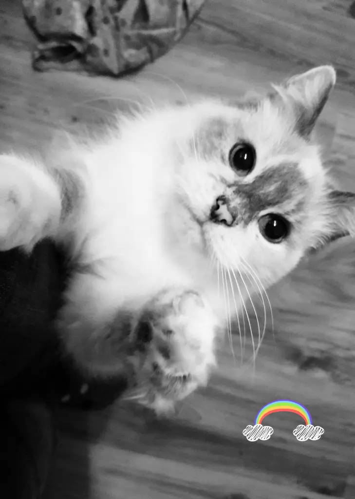 Image from Izzy