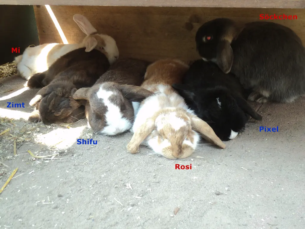 Image from Zimt