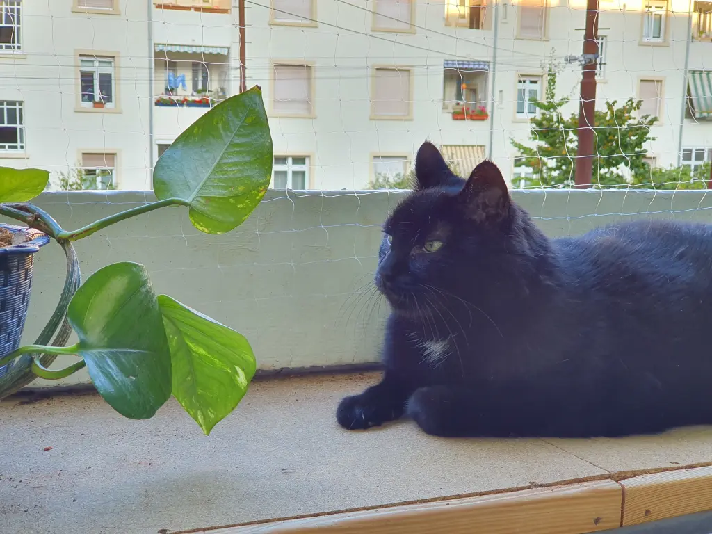 Image from Balou
