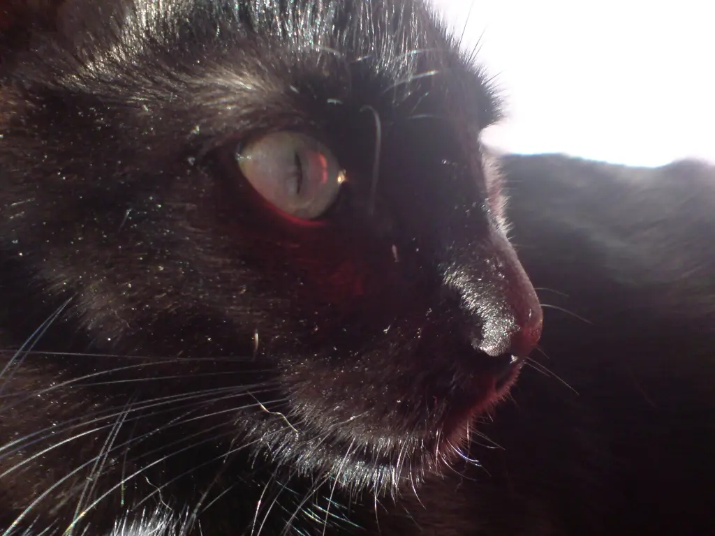 Image from Balou