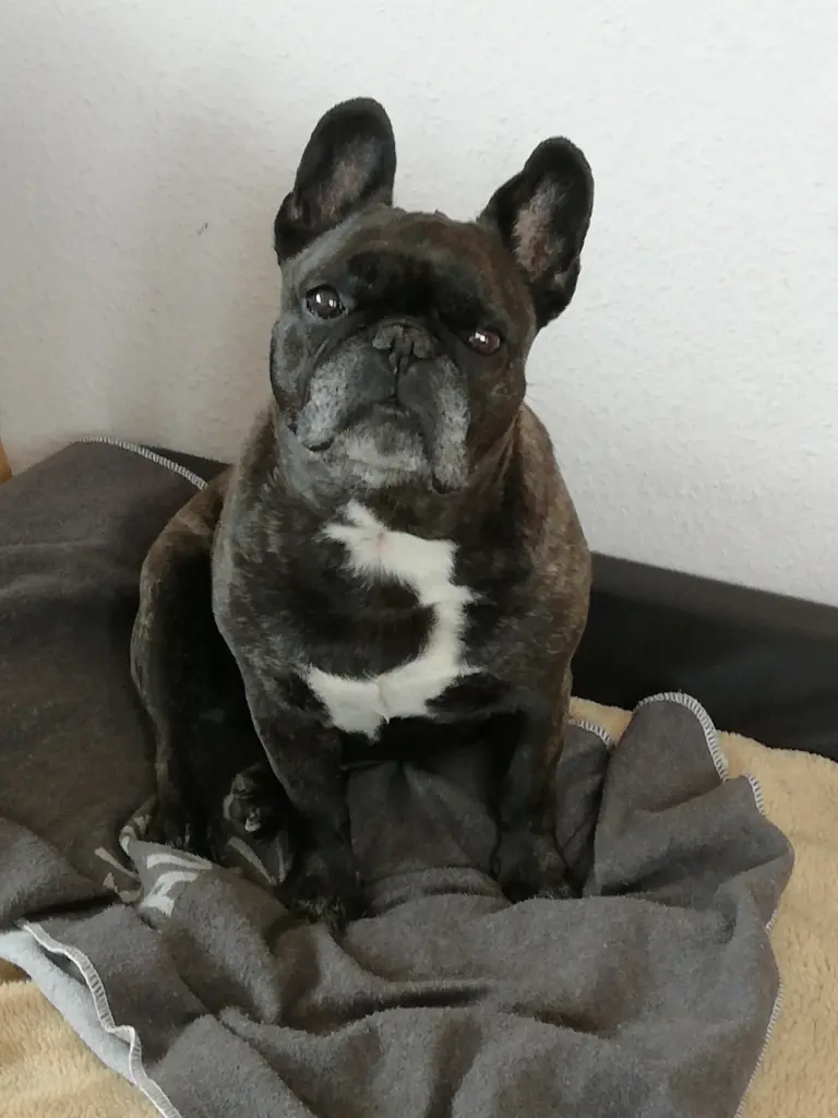 Image from Harley