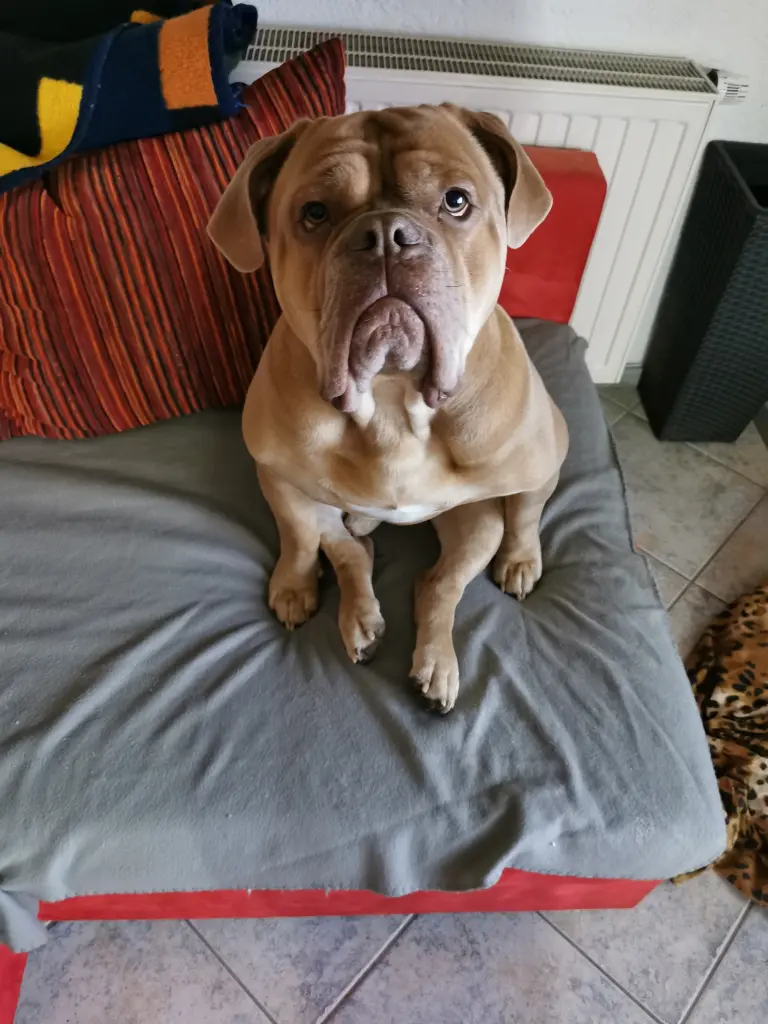 Image from Oscar