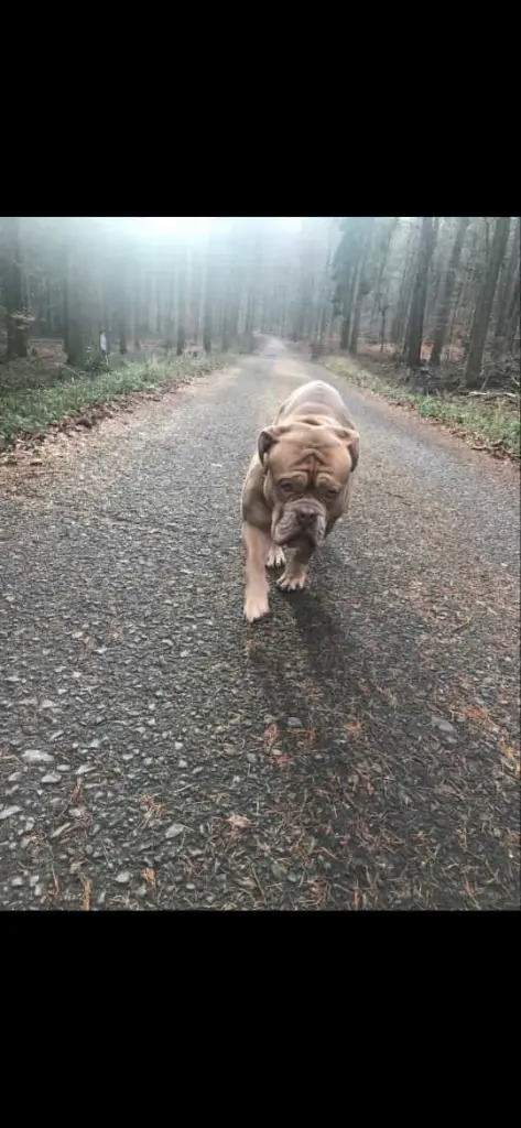Image from Oscar