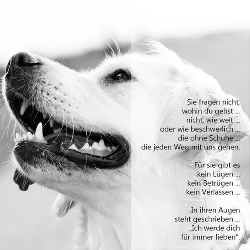 Condolence image of Dein Frauchen