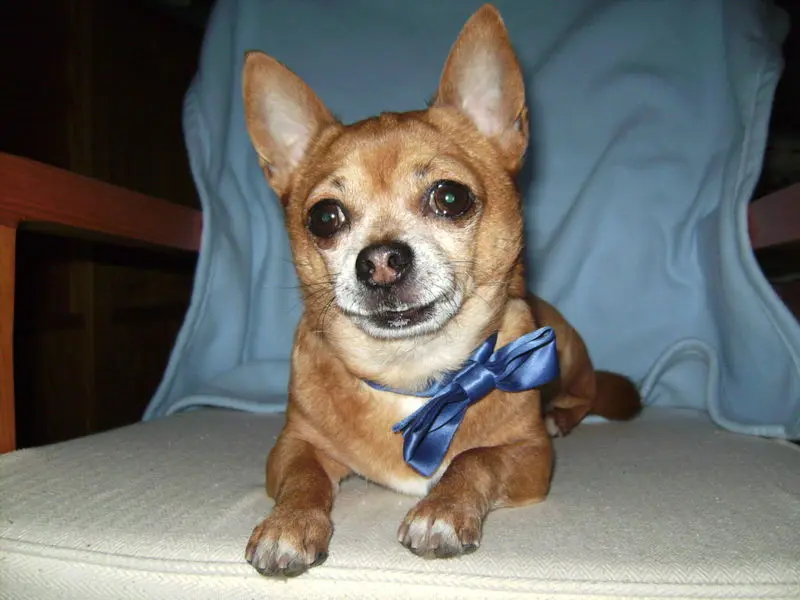 Condolence image of Irene mit Seelenhund *Jimmy * ganz tief im Herzen