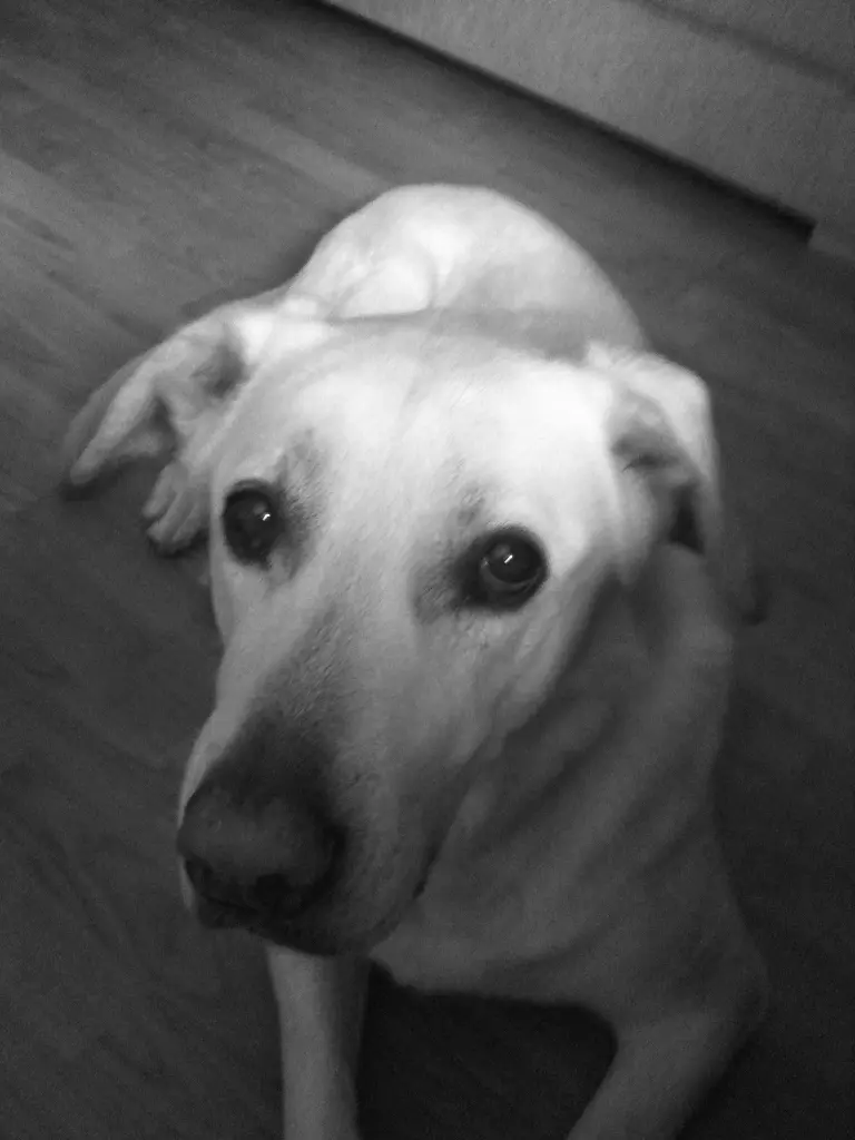 Image from Elza