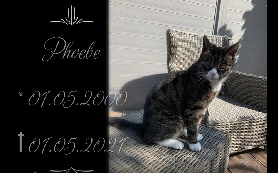 Image from Phoebe
