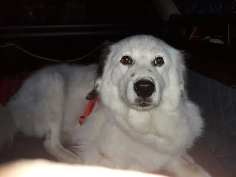 Condolence image of Angelika
