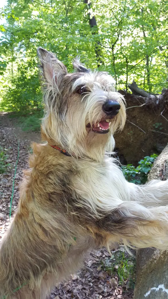 Andachtsbild von Stefan