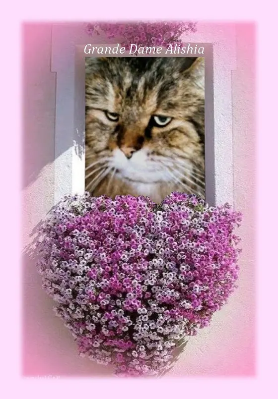 Condolence image of Sabine mit Kaspar tief im Herzen
