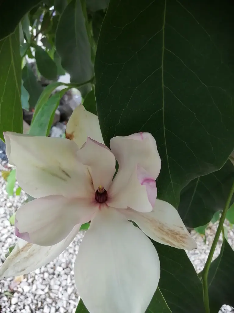 Condolence image of Papa u.Mama