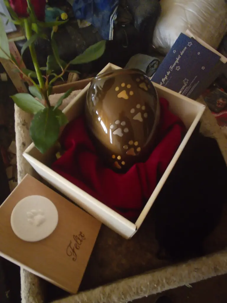 Image from Felix
