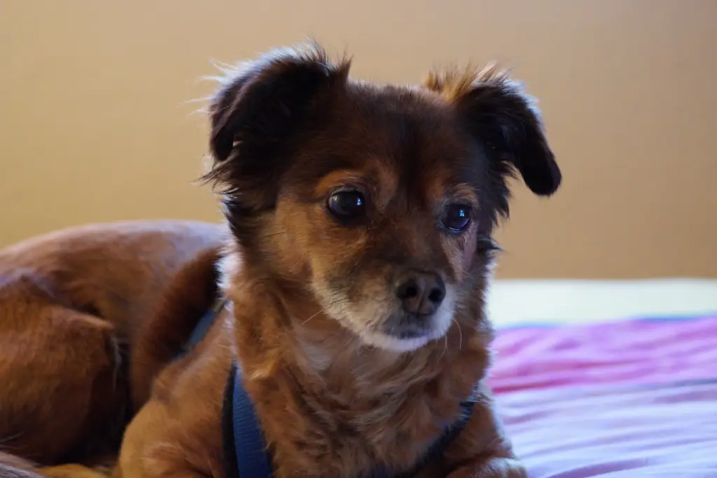 Andachtsbild von Elisabeth 