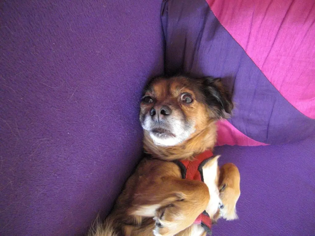 Andachtsbild von Elisabeth 