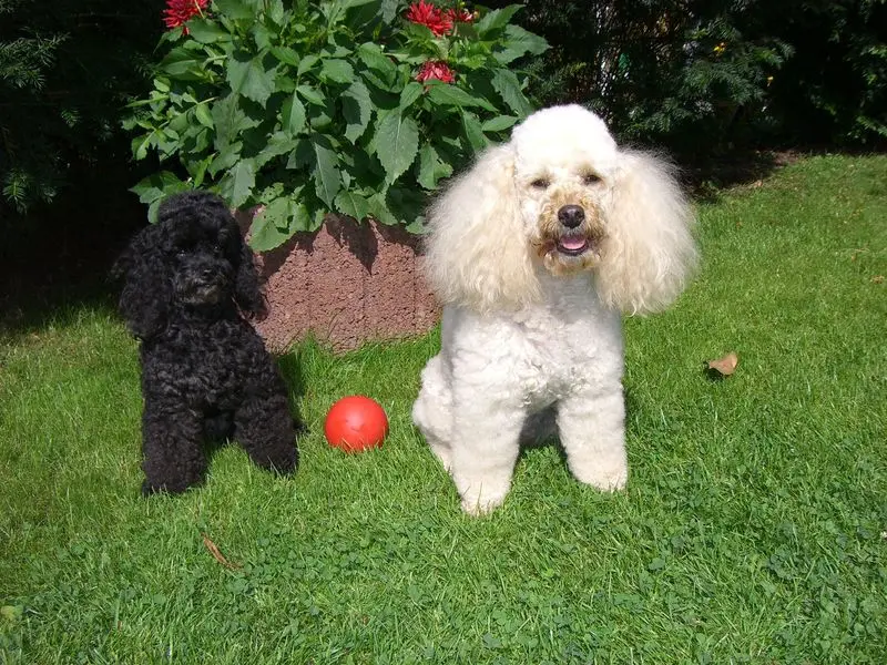 Andachtsbild von Margrit mit Marja und Chiara im Herzen