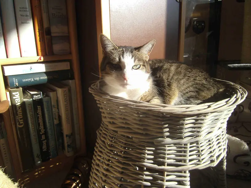 Condolence image of susanne