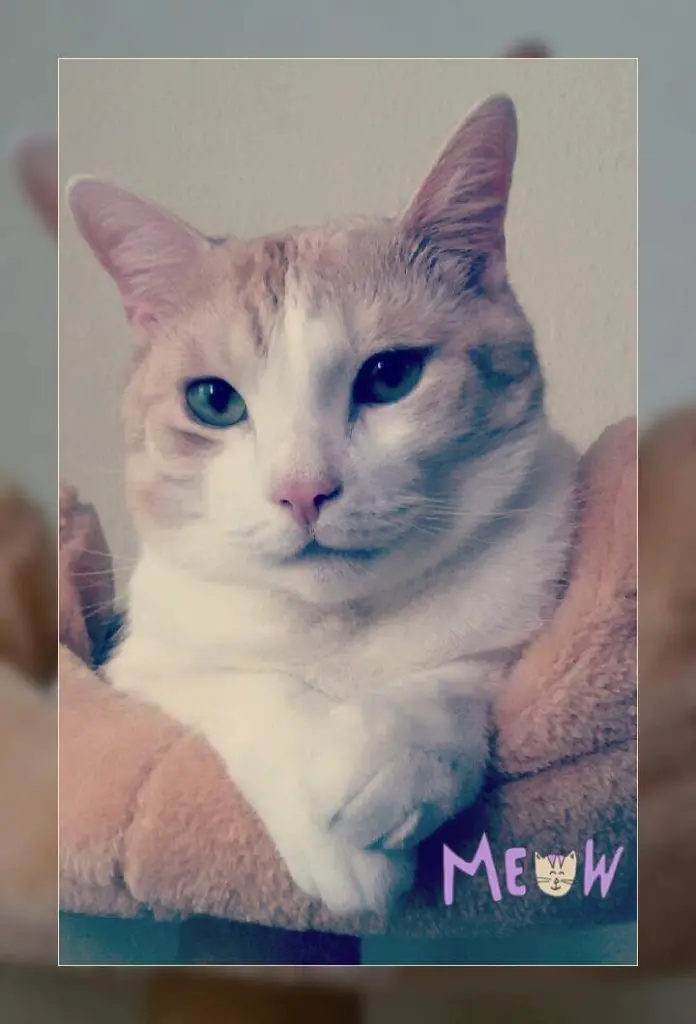 Image from Milou