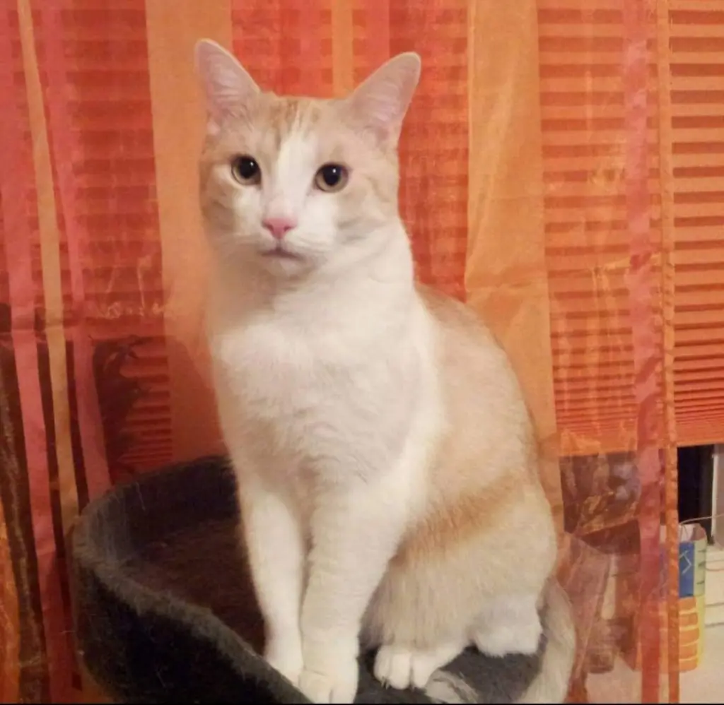 Image from Milou