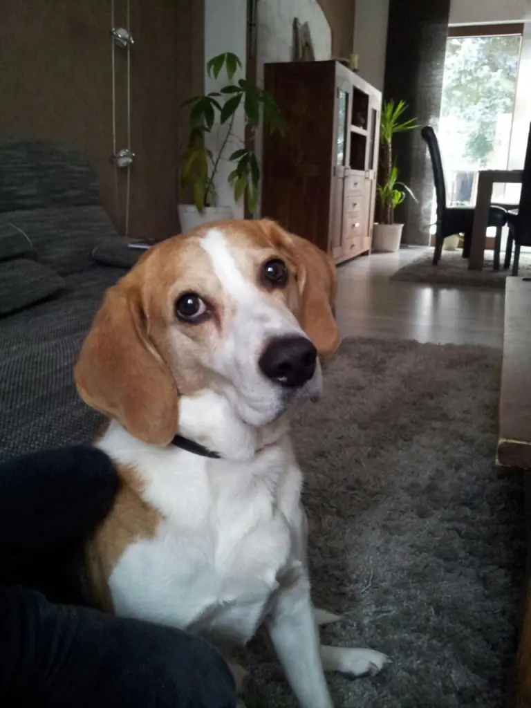 Image from Lucky
