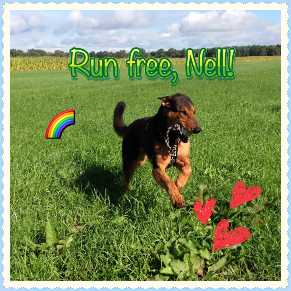 Image from Nell