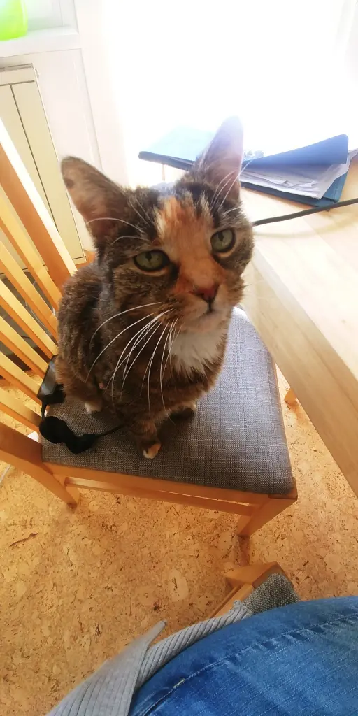 Image from Kitty