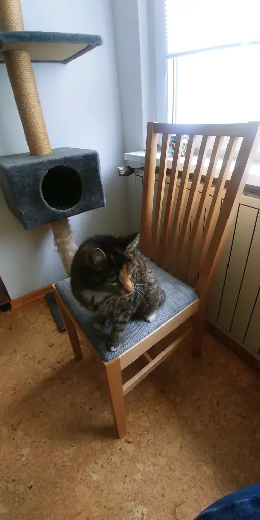 Image from Kitty
