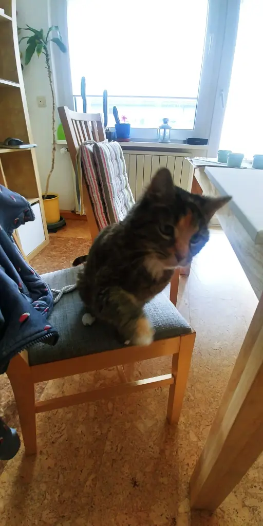 Image from Kitty