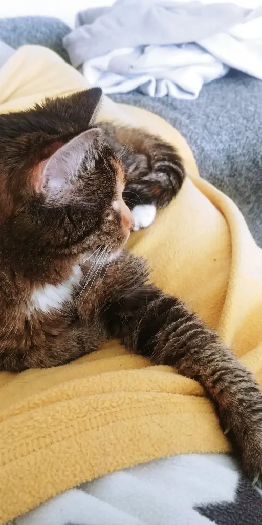 Image from Kitty