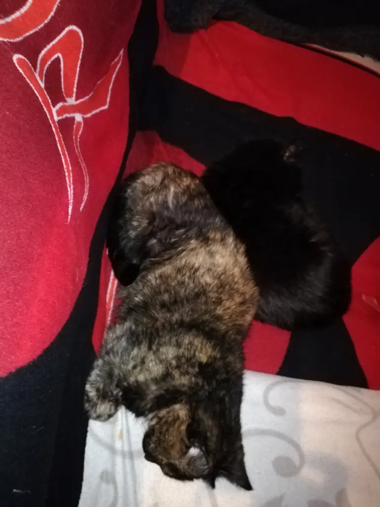 Image from Blacky