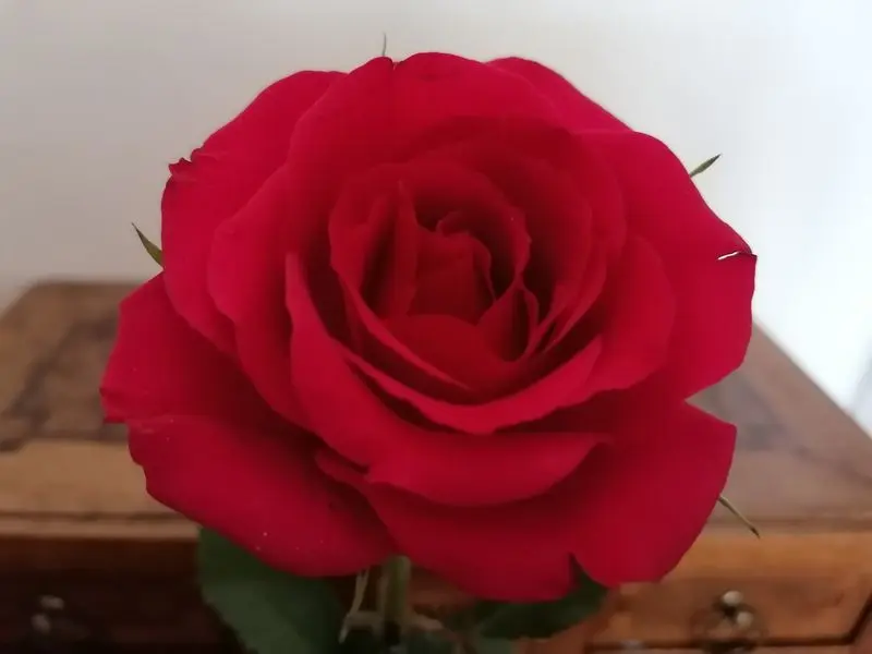 Condolence image of Claudia