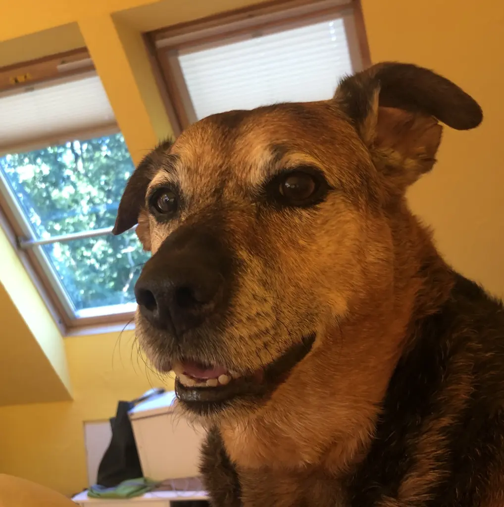 Image from Sammy