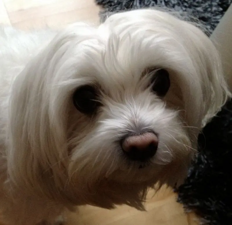 Condolence image of Wenke