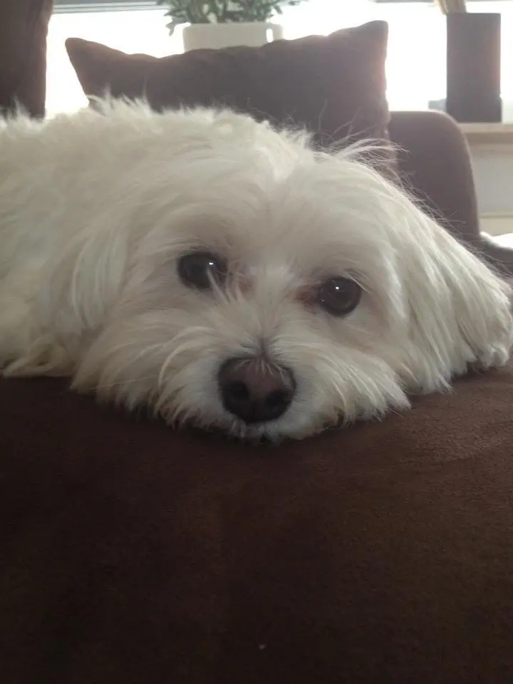 Condolence image of Tanja