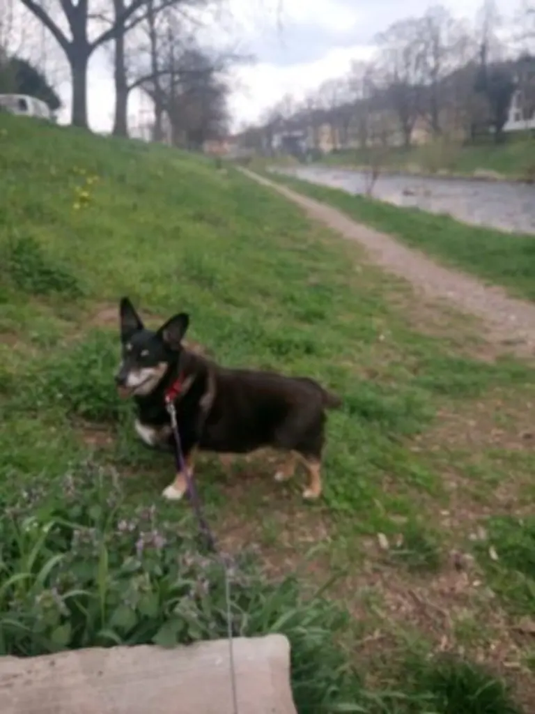 Andachtsbild von Unbekannt