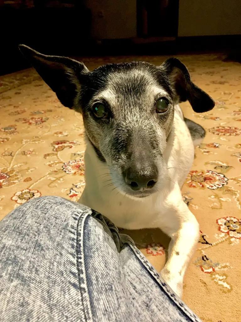 Bild von Timmy