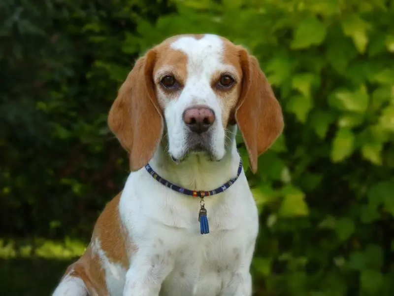 Andachtsbild von Anika