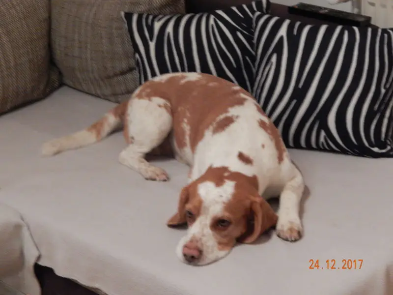 Andachtsbild von Anika