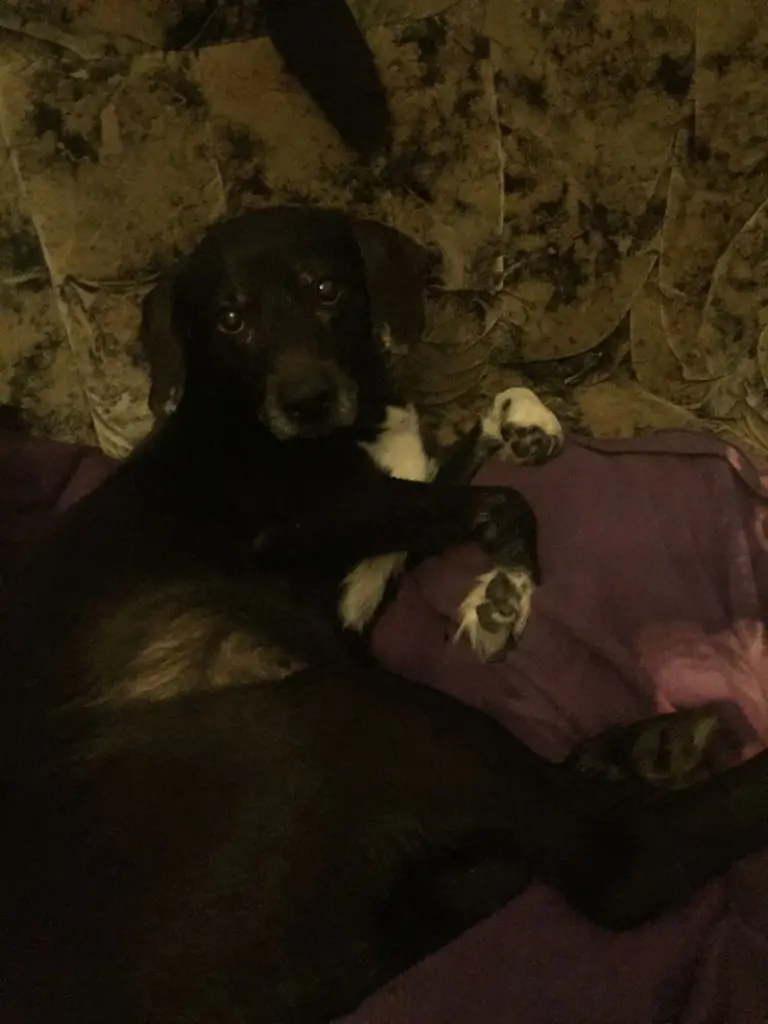 Condolence image of Katja mit Meilow im ❤️