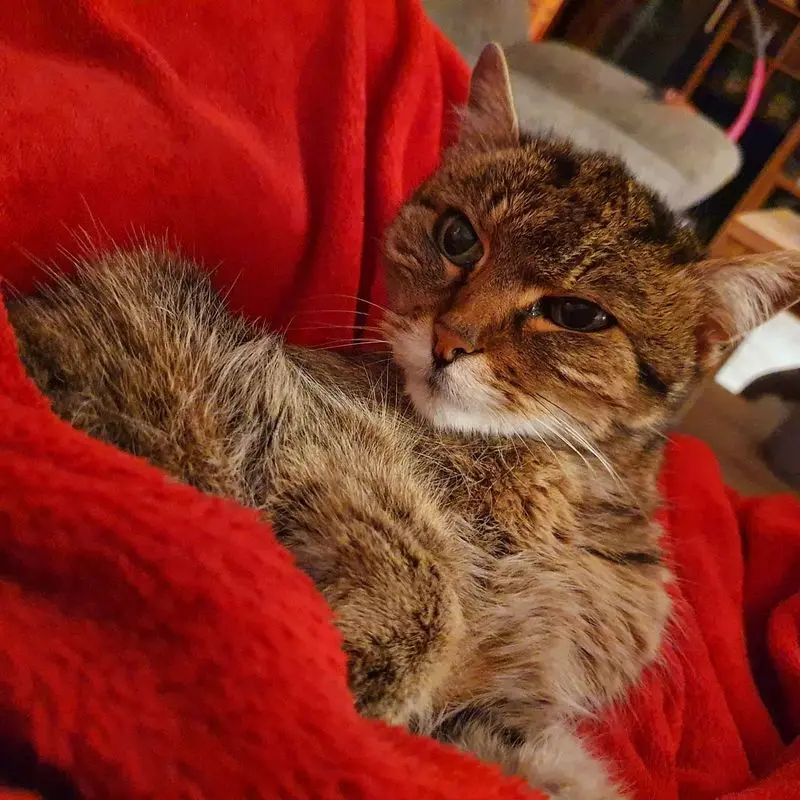 Condolence image of Katharina mit Tiger im ❤