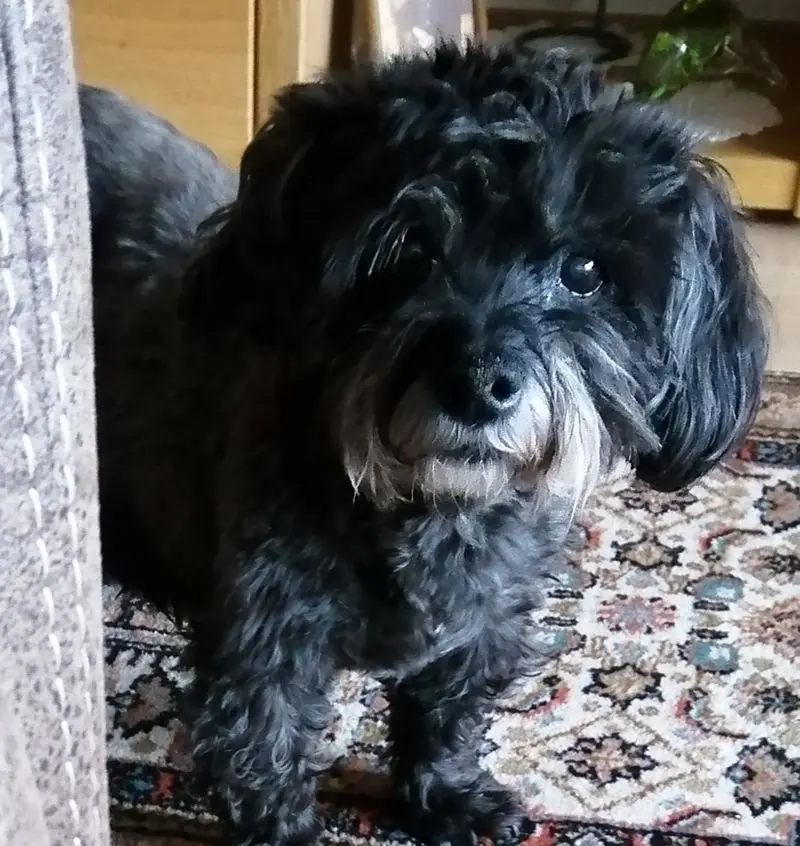 Condolence image of Horst und Elke mit Fiby im Herzen (+30.9.20)