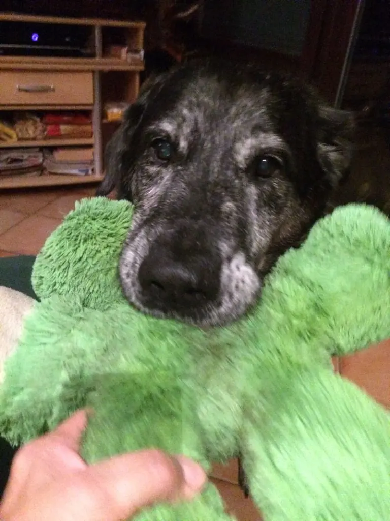 Condolence image of Sylvia