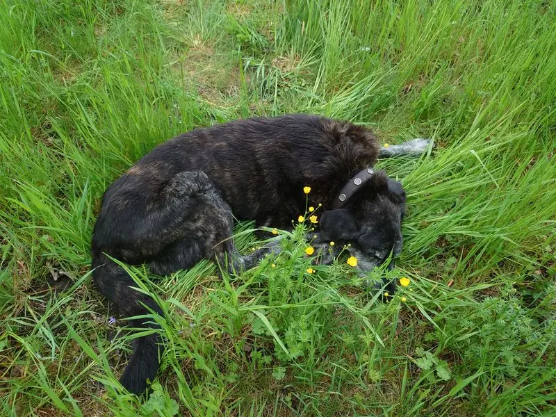 Condolence image of Sylvia