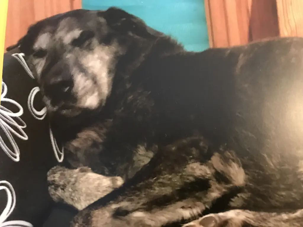 Condolence image of Sylvia
