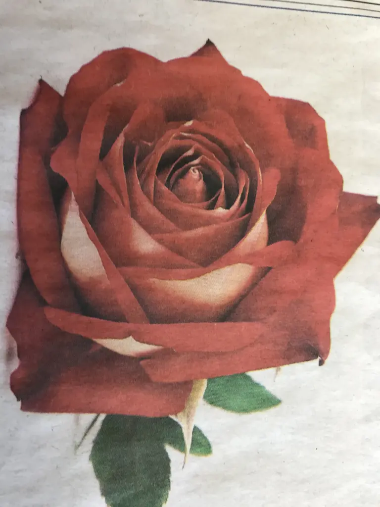 Condolence image of Sylvia