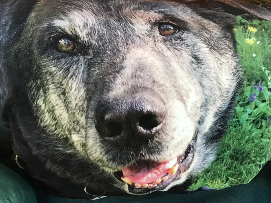 Condolence image of Sylvia 