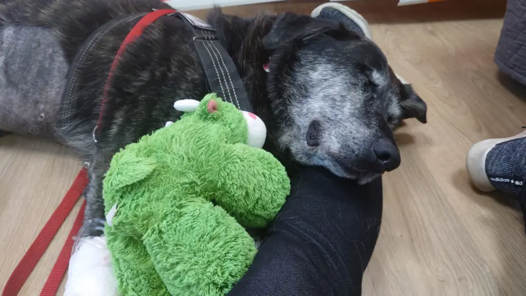 Condolence image of Sylvia 